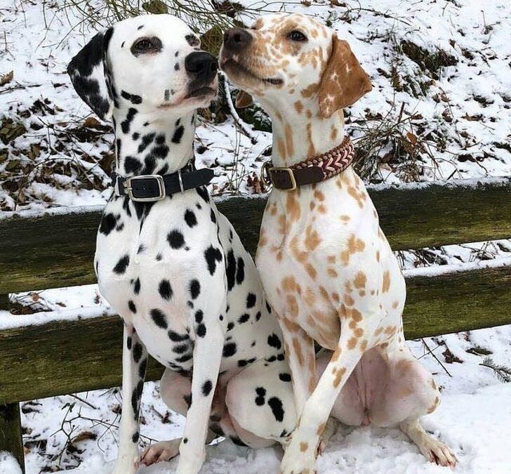 Rare Dalmatian Coat Color Variations and Mutations