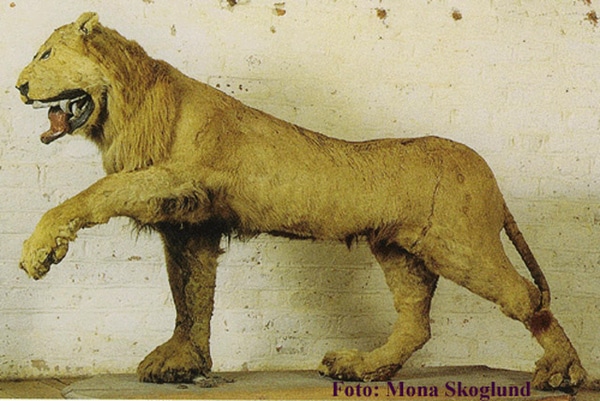 lion of gripsholm 2