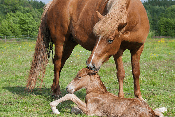 newborn foal hoof 5