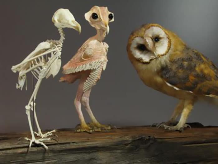 Owls Without Feathers: Revealing The Surprising Anatomy Of A “Naked” Owl