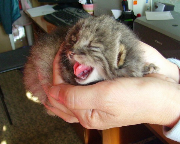 Strange Kittens Found On A Russian Farm Turn Out To Be Rare Pallas’s Cats