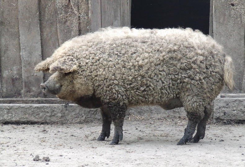 Curly Haired Pigs Do Exist: Everything About The Mangalitsa Pig