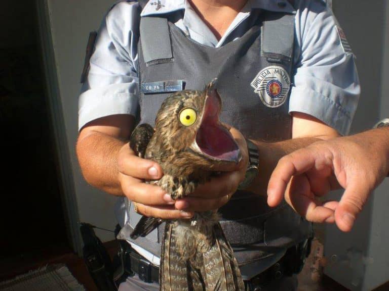 Wild Facts About The Potoo Bird Prove It Is The Strangest Creature On The Planet