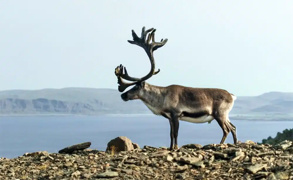 Interesting Facts About Reindeer That Make Us Rethink The Holidays
