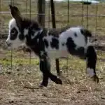 running mini donkey