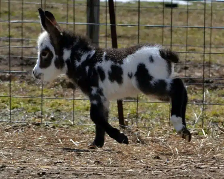 Miniature Donkeys Are Real: Everything You Need To Know