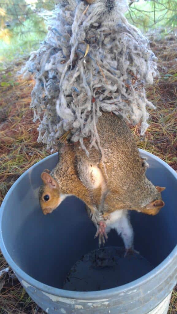 squirrel king 5