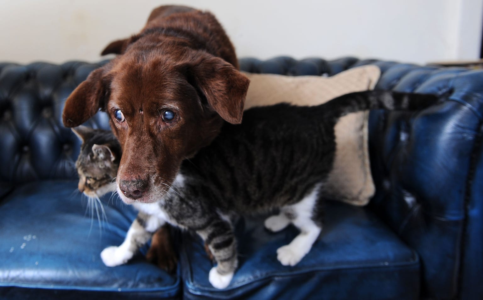 Seeing Eye Cat: Compassionate Cat Guides Blind Dog Around