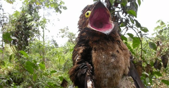 the great potoo 2