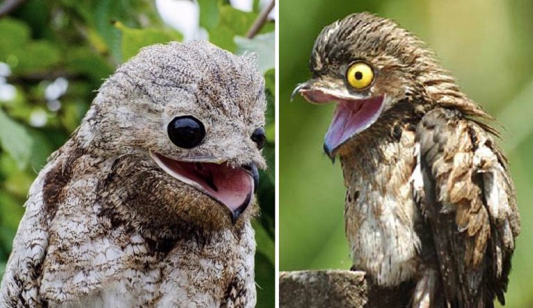 the great potoo and the common potoo