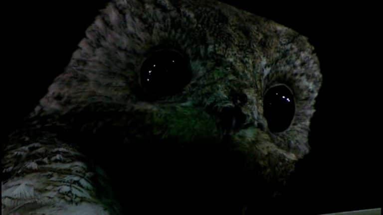 the great potoo at night