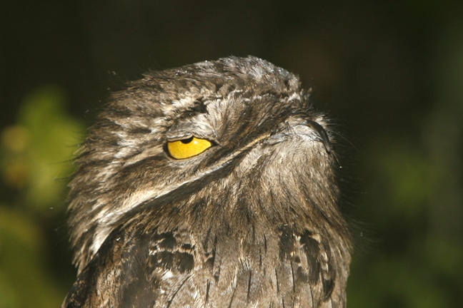 the great potoo is a real bird