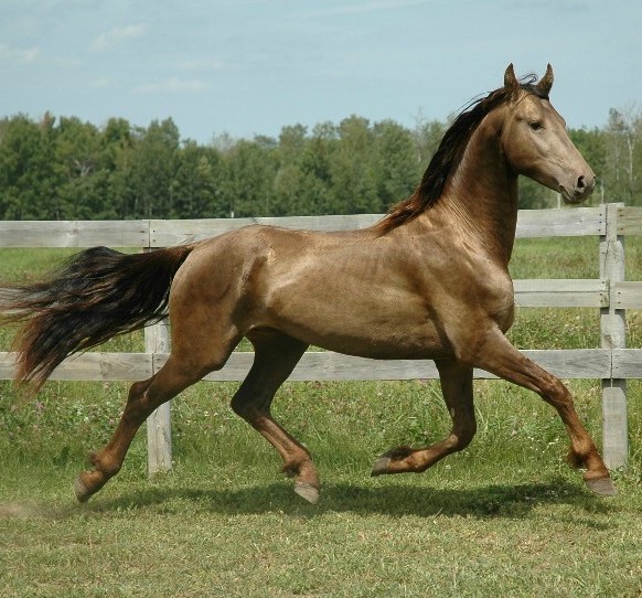 unique horse colors 12