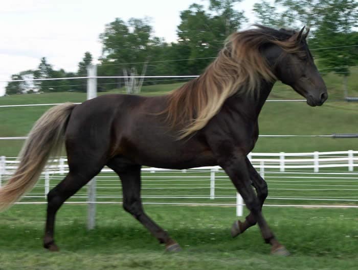 unique horse colors 15