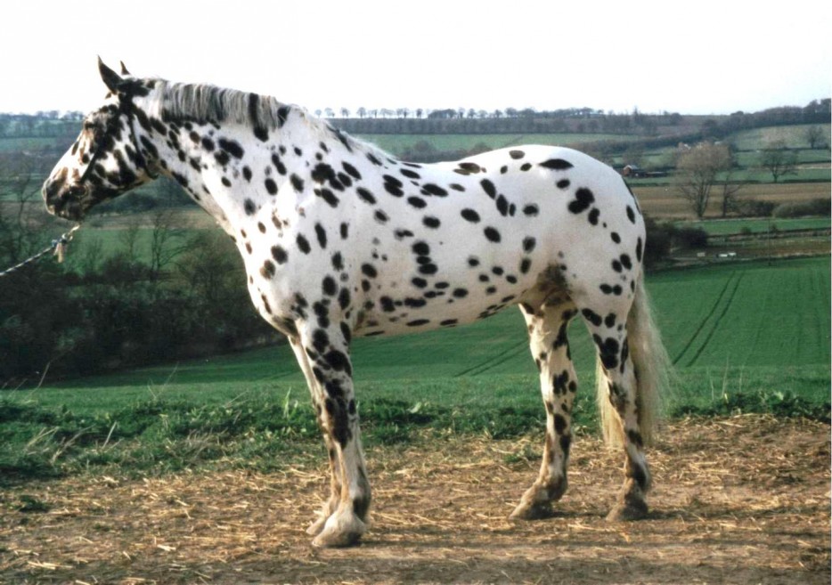 unique horse colors 16