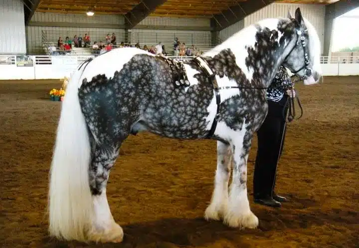 Unusual Horse Breeds With The Most Beautiful Coat Colors In The World