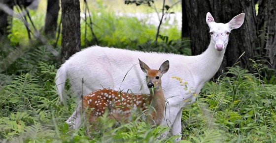 Albino And Leucistic White Animals Are Extremely Rare And Incredibly Beautiful