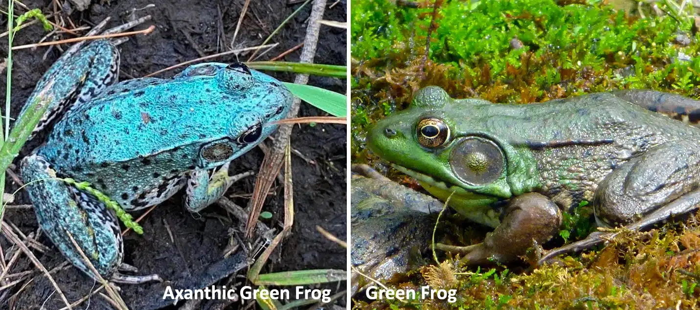 Axanthic Blue Green Frog Comparison