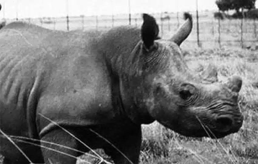 Black and White Rhino Hybrid
