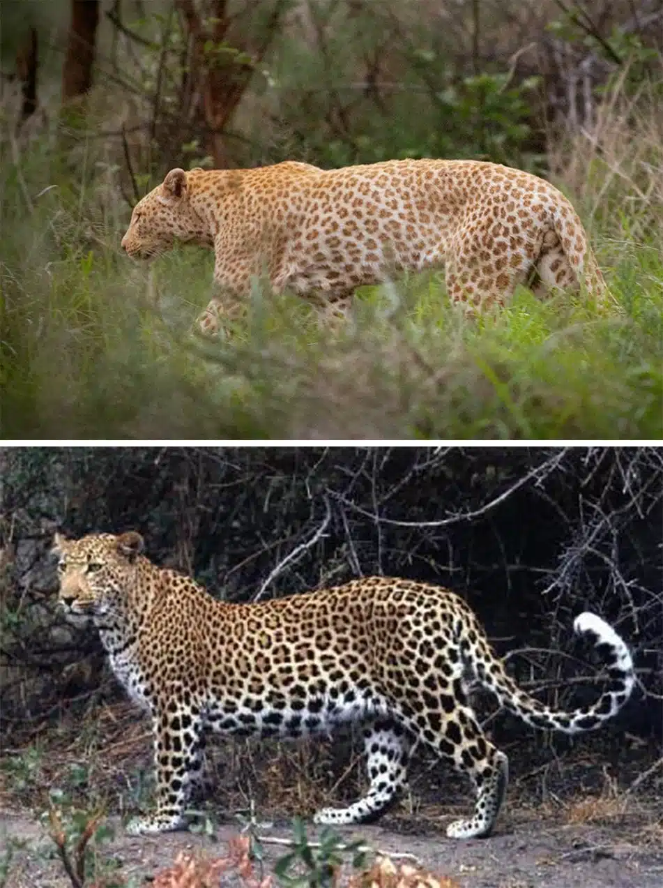 Erythristic leopard vs normal one