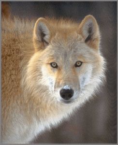 Erythristic wolf