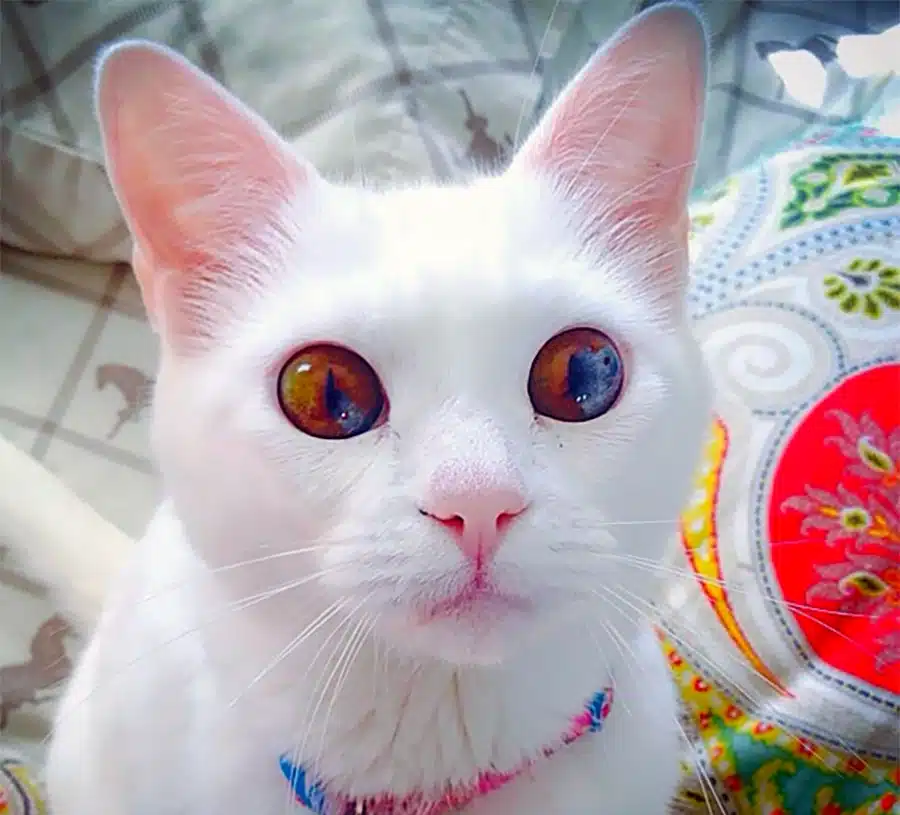 Sectoral heterochromia cat