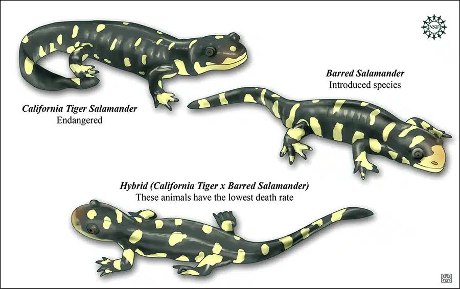 Tiger salamander hybrid