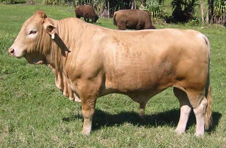 beefalo hybrid