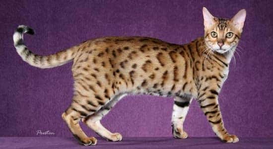 bengal cat hybrid
