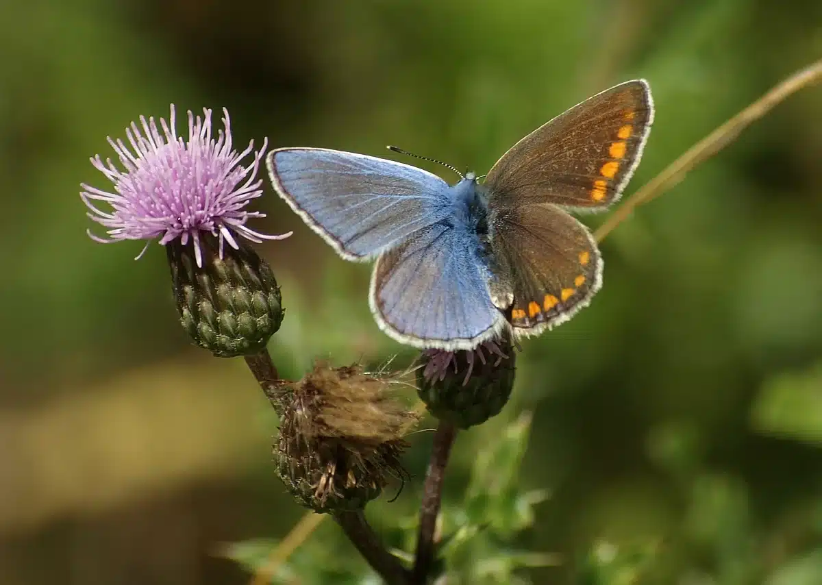 bilateral gynandromorph common blue butterfly