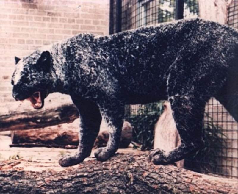 black leopard with vitiligo