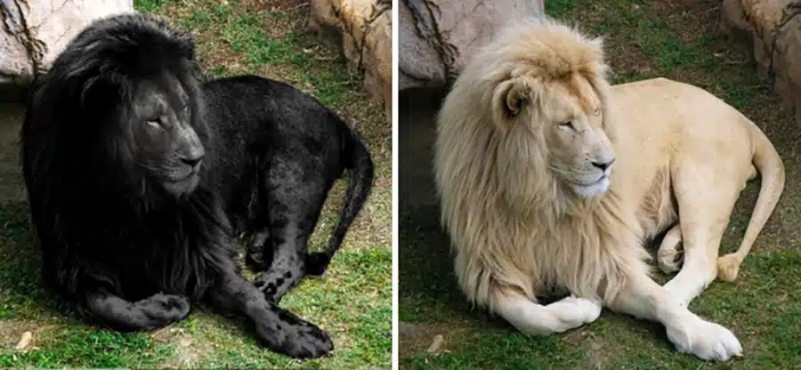 black lion comparison