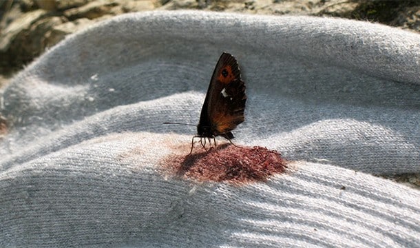 Do Butterflies Bite And Drink Blood: Revealing The Disturbing Truth
