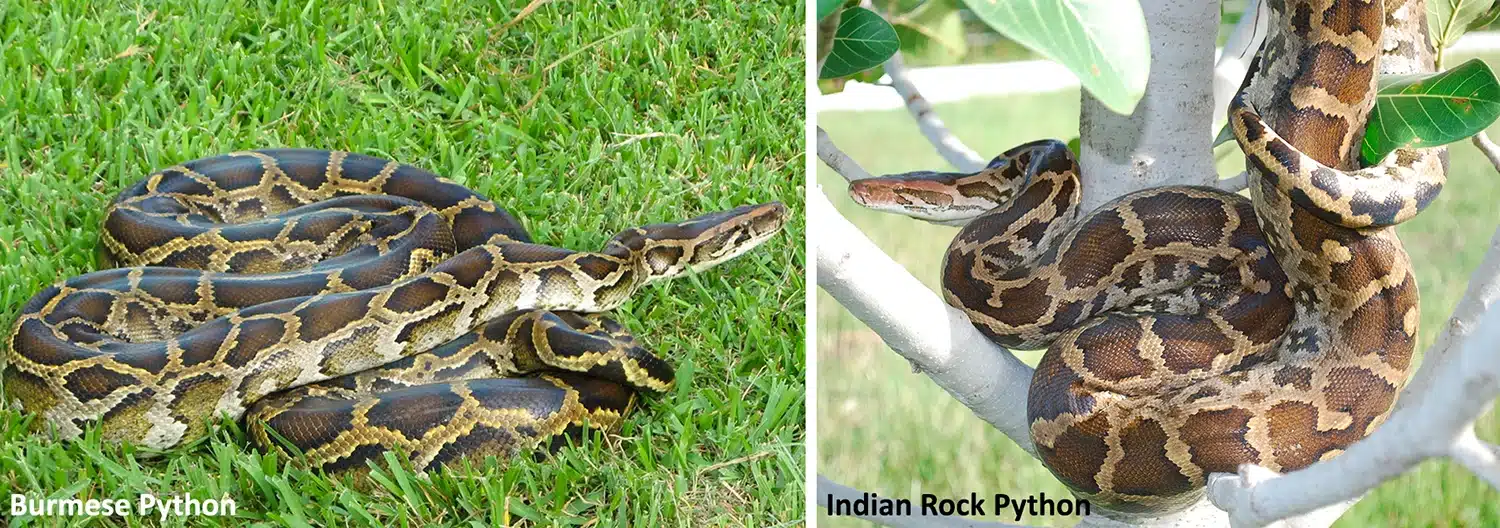 burmese indian rock python hybrid