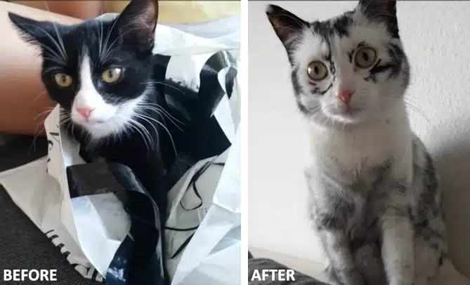 cat vitiligo before after
