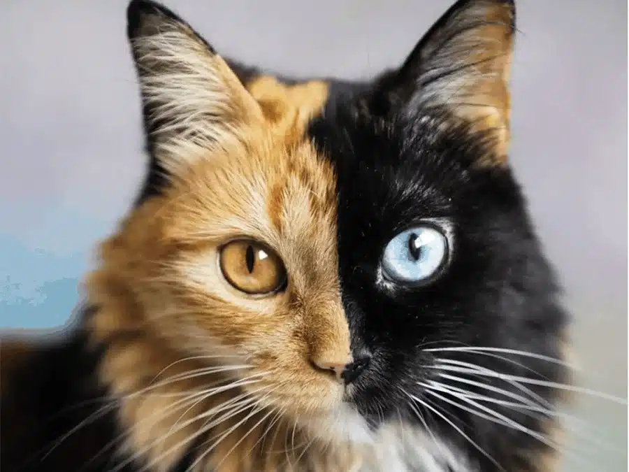 Chimera Animals: When An Animal Is Its Own Twin (Examples and Photos)