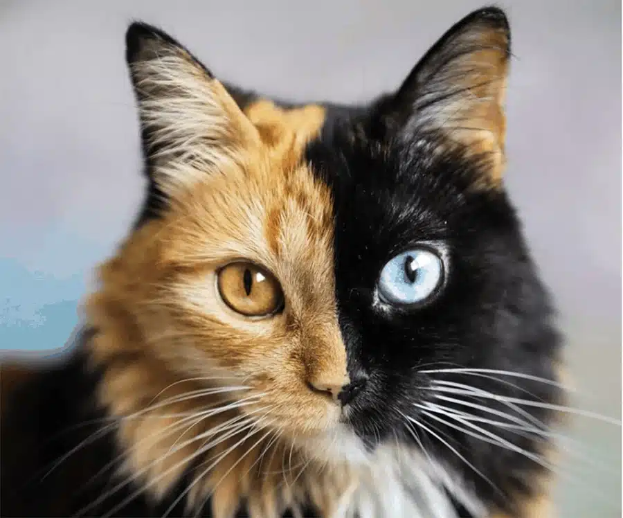 Chimera Animals: When An Animal Is Its Own Twin (Examples and Photos)