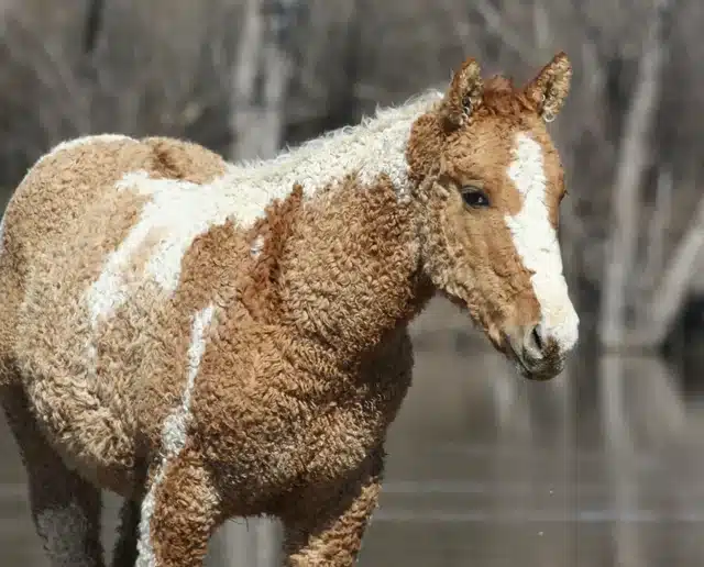 curly haired horse