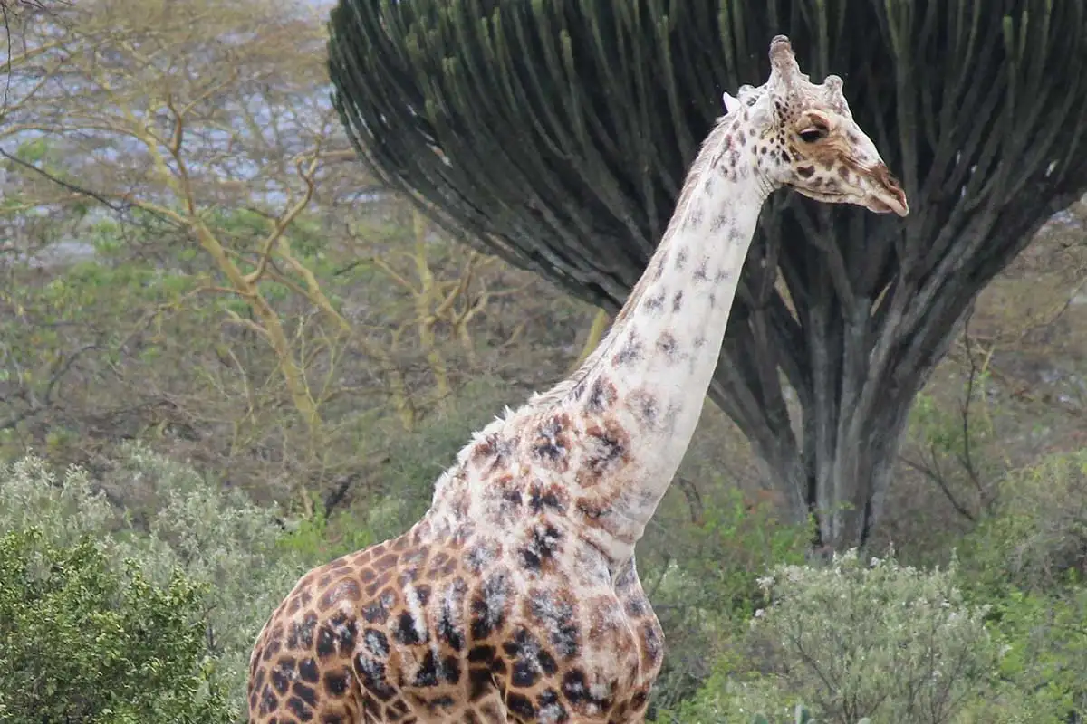 giraffe with vitiligo