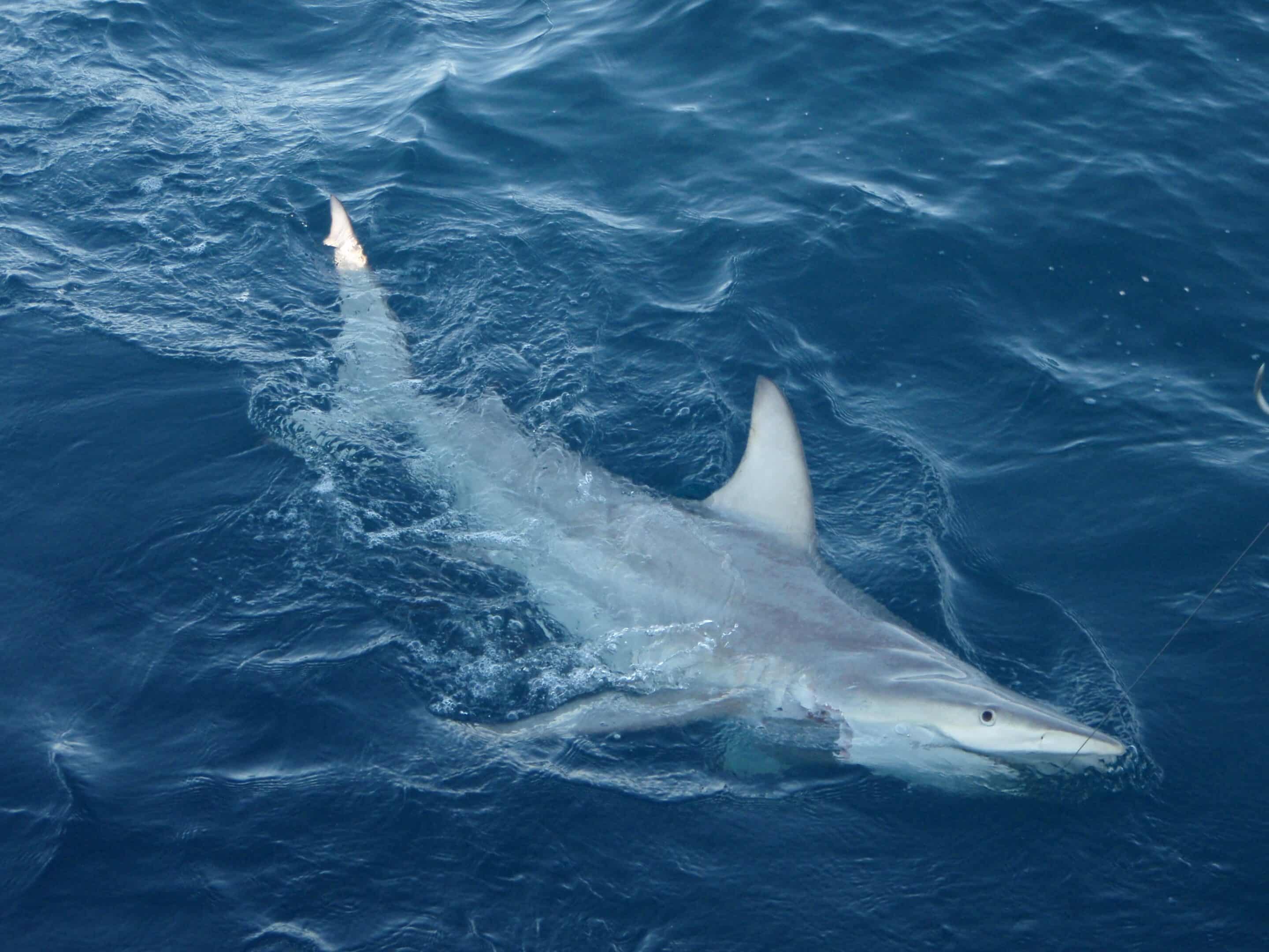 hybrid blacktip shark scaled