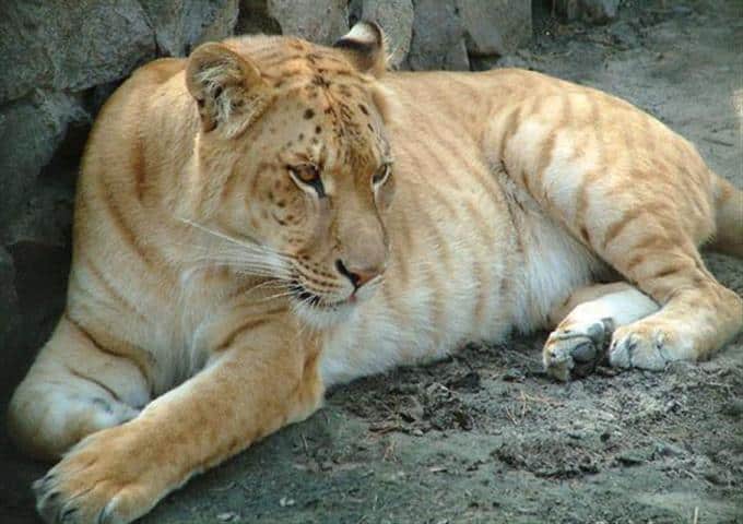 liger hybrid