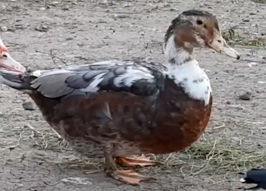 mulard duck