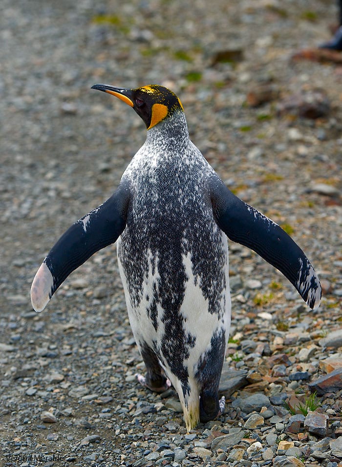 penguin vitiligo