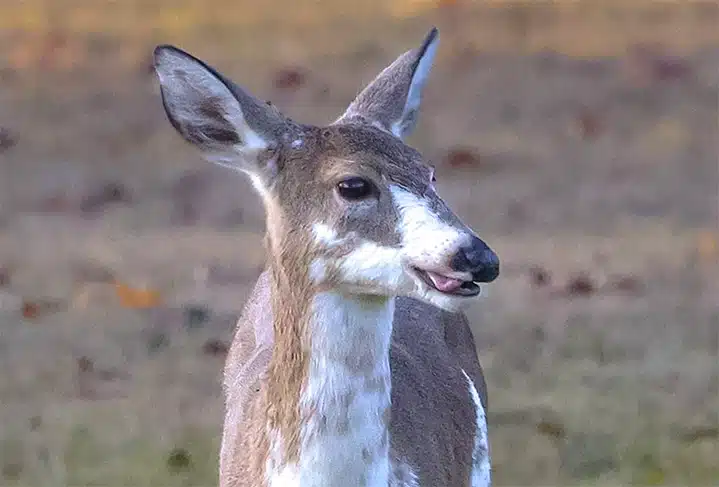 piebald whitetail deer
