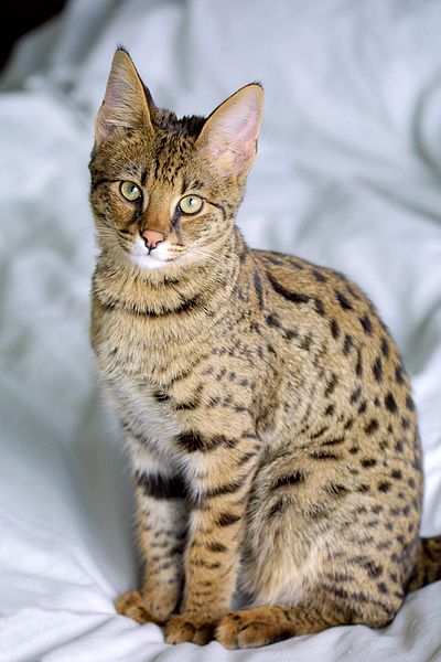 savannah cat hybrid