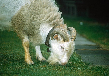 sheep goat hybrid
