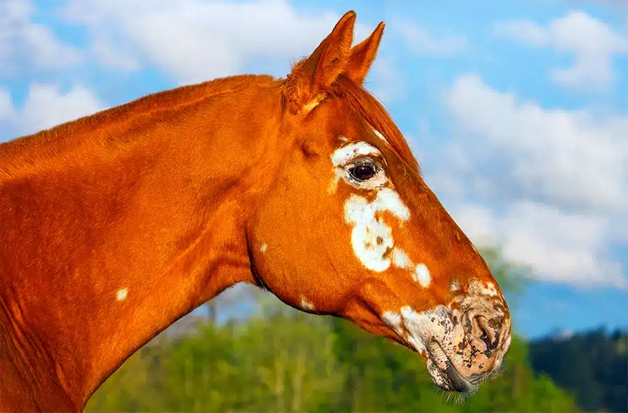 vitiligo in horse