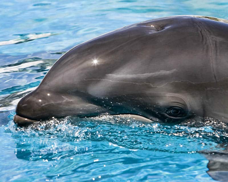wholphin hybrid