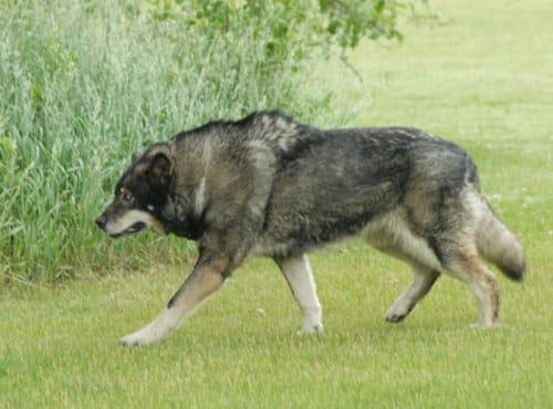 wolfdog hybrid