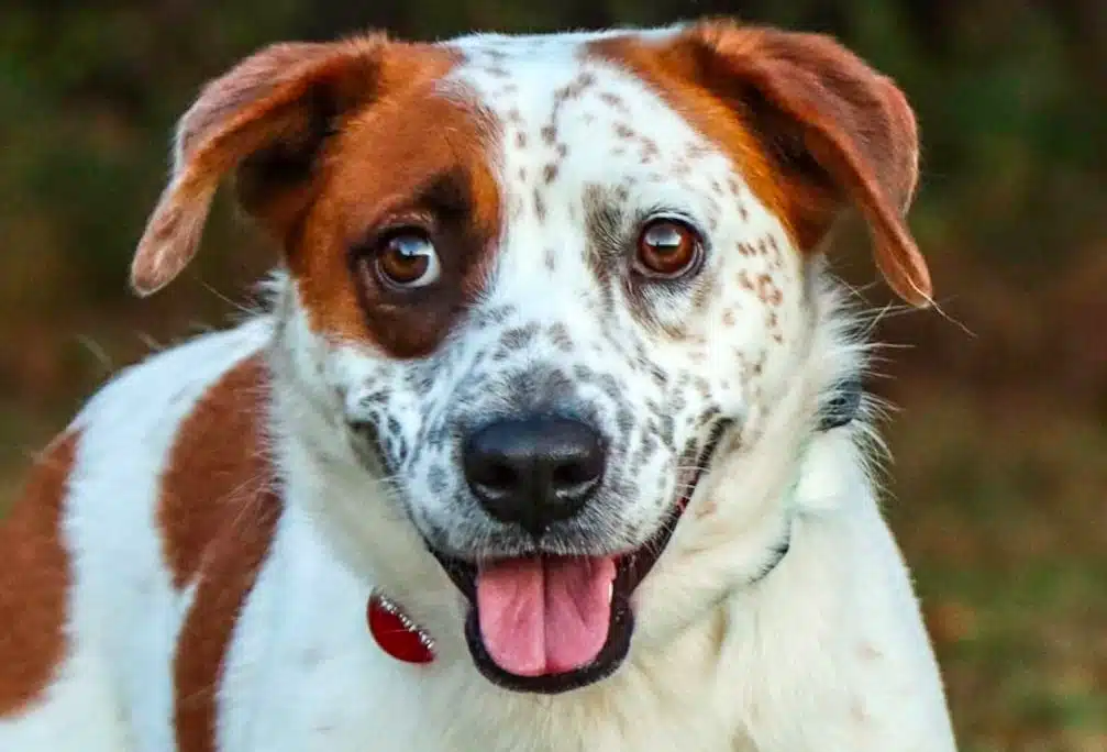 can dogs have freckles
